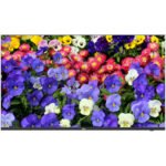 UNV 43" 4K LED Monitor